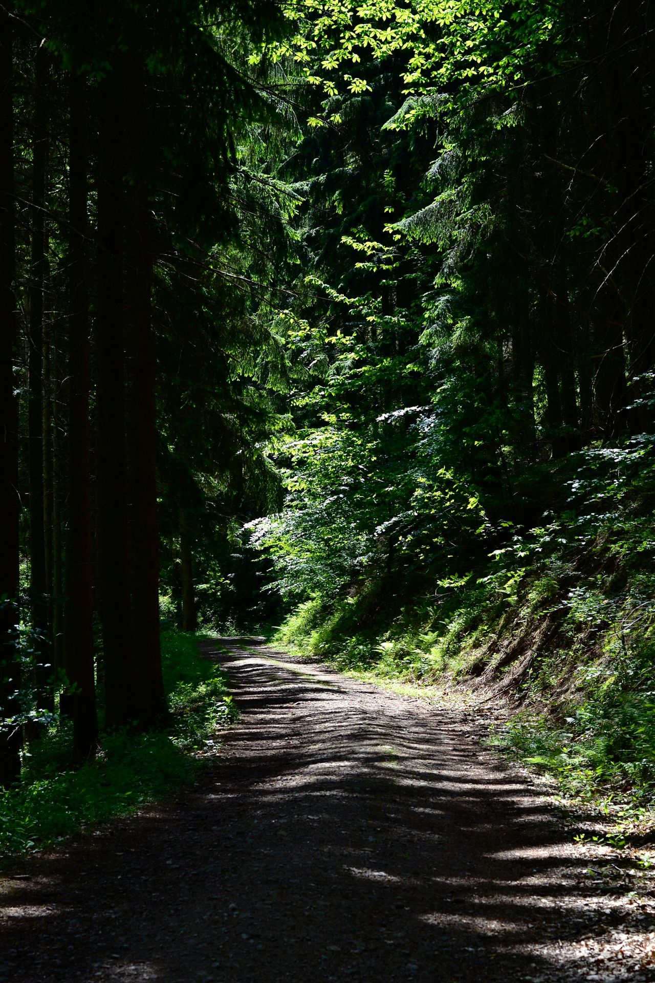 a dirt road in the middle of a forest